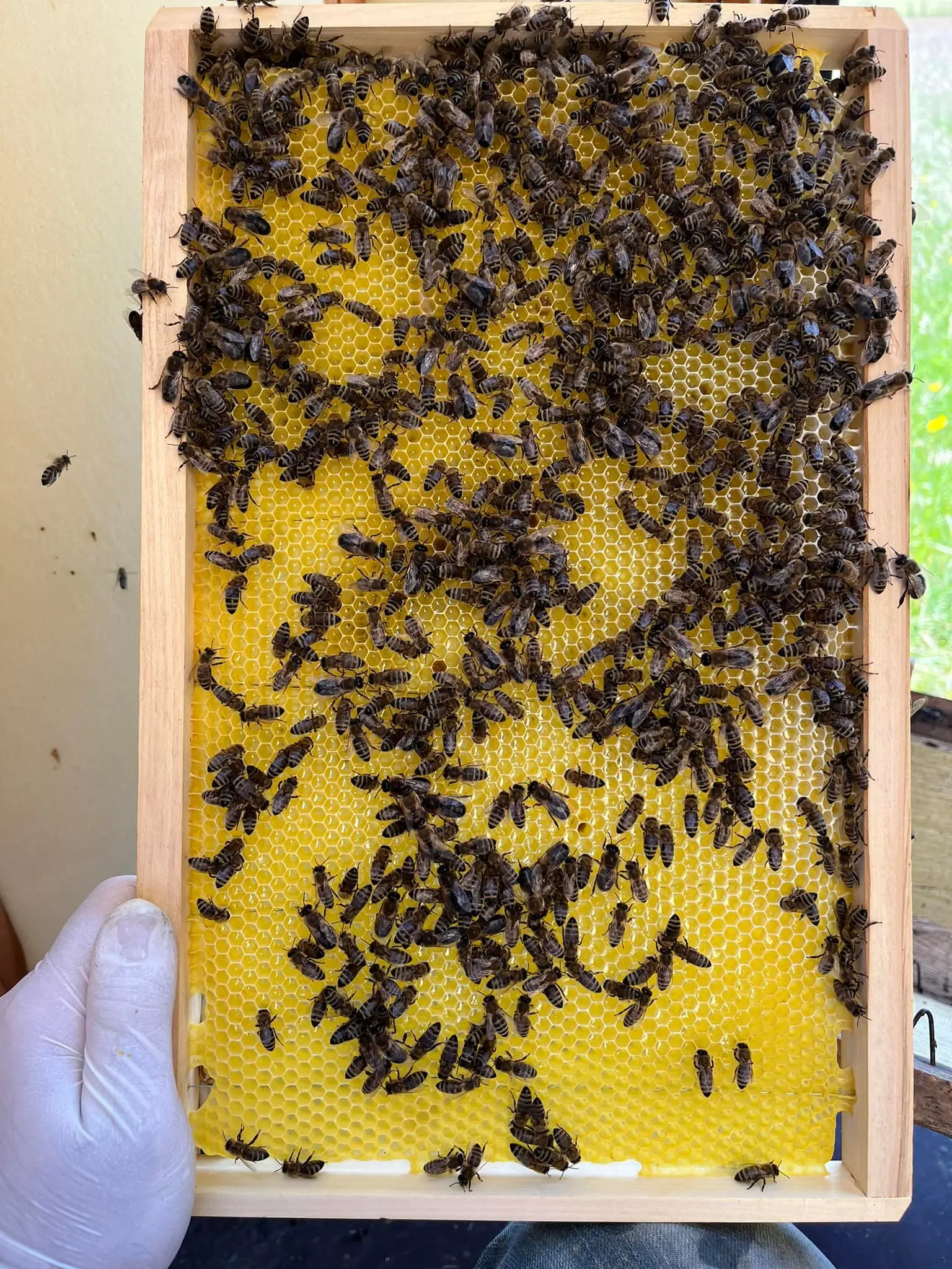 Utrinki iz čebelnjaka